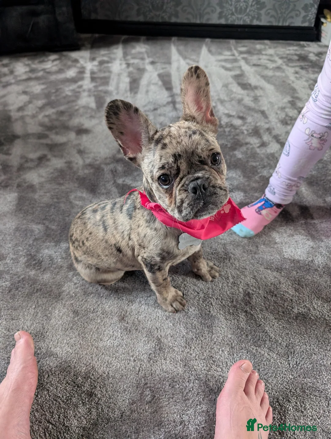 French Bulldog dogs for sale: French bulldog  - Advert 1