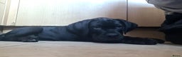 Cane Corso dogs for sale: READY TO LEAVE! BIG, CHUNKY Cane Corso puppies! - Advert 14