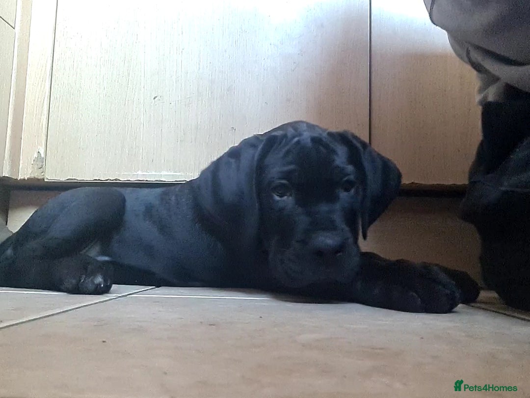 Cane Corso dogs for sale: READY TO LEAVE! BIG, CHUNKY Cane Corso puppies! - Advert 14