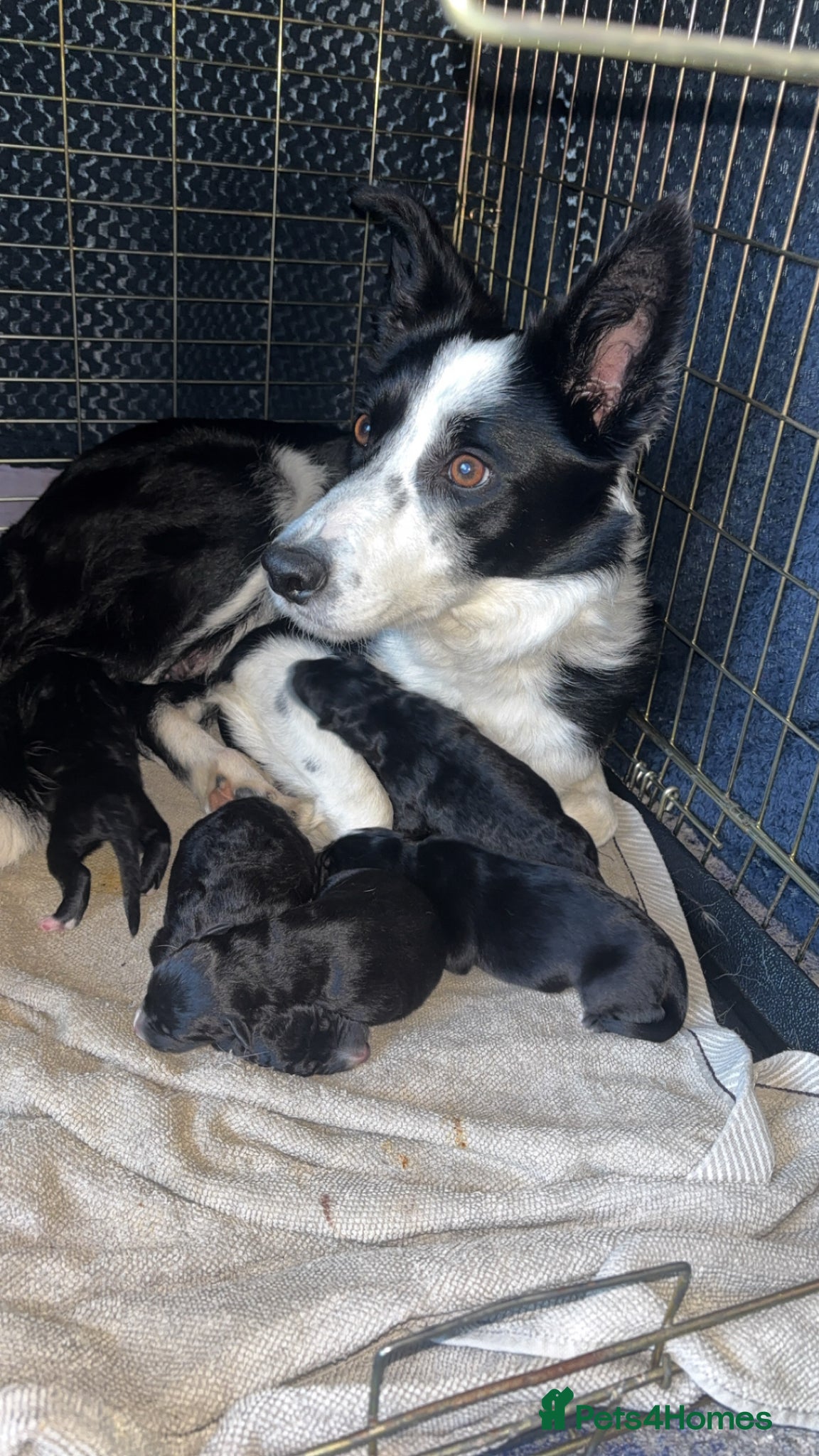 Mixed Breed dogs shollies - Advert 9