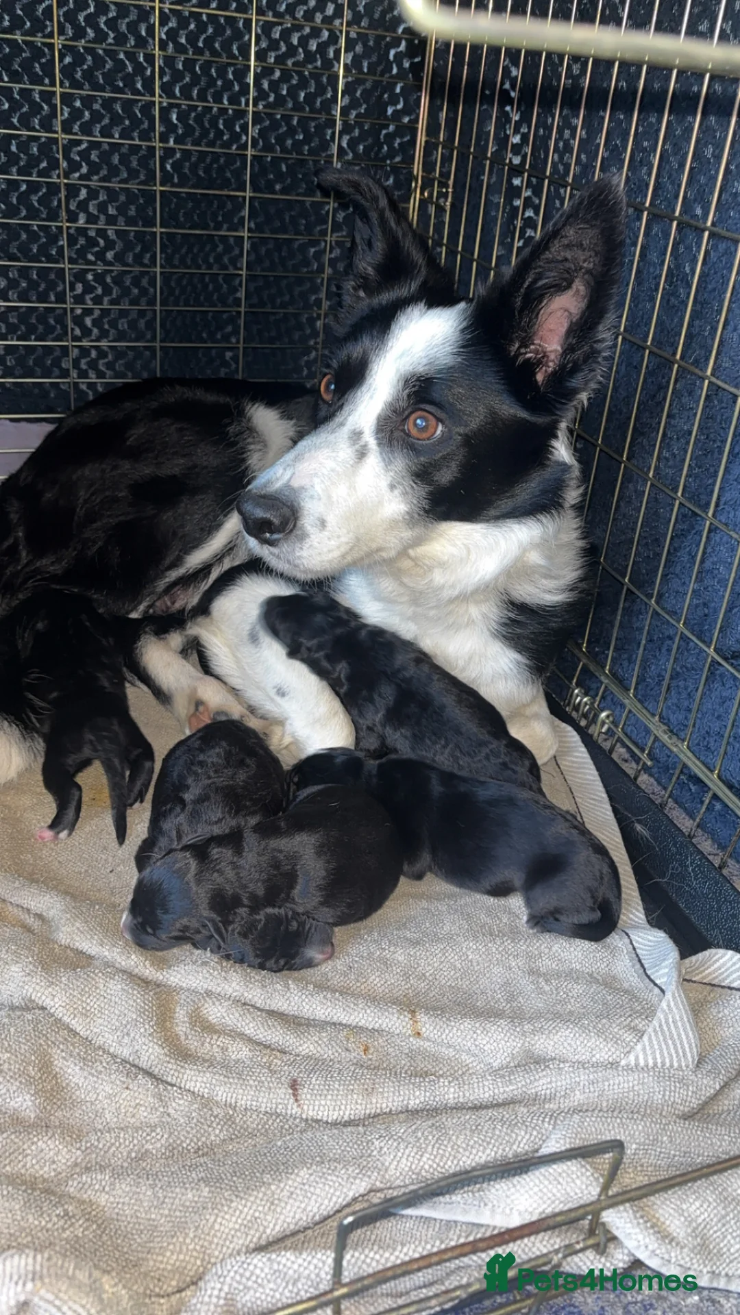 Mixed Breed dogs for sale: shollies - Advert 1