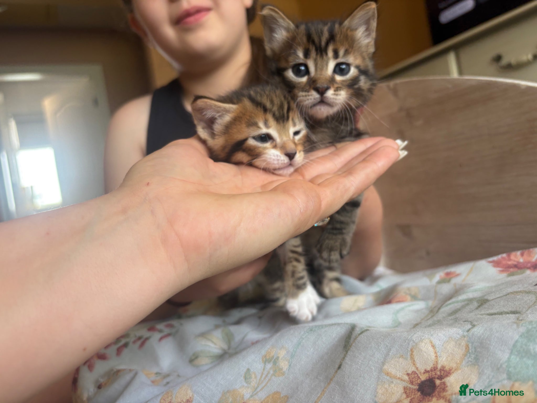 Mixed Breed cats for sale: Kittens!! in Boston - Advert 10