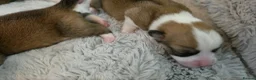 Welsh Corgi Pembroke dogs for sale: Corgi Puppies for Loving Homes – 1 Male, 2 Females - Advert 12