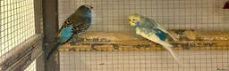 Budgerigars birds for sale: Young Budgies for sale - Advert 24