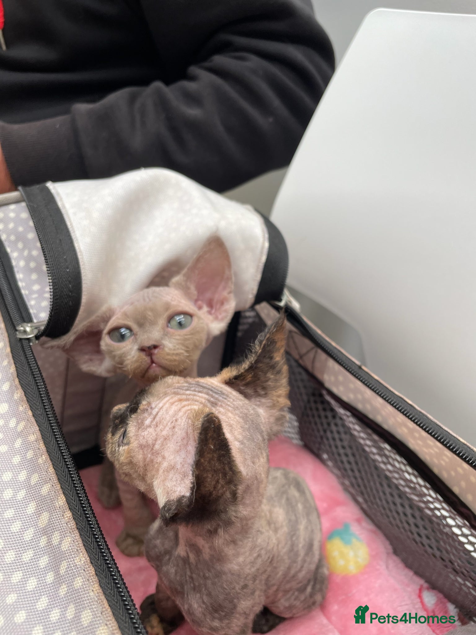Devon Rex cats Stunningly beautiful  lilac boy - Advert 4