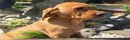 Labrador Retriever dogs for sale: Fox red Labrador  in Chichester - Advert 7