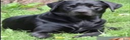 Labrador Retriever dogs for stud: Labrador Ret. 100%-success PROVEN KC/Health tested in Brecon - Advert 10