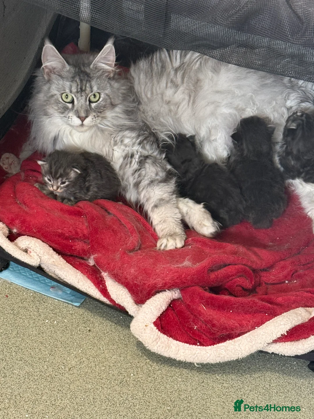 Maine Coon cats for sale: Beautiful TICA registered Maine coon kittens  - Advert 2