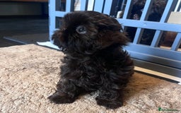 Shih Tzu dogs for sale: Stunning KC chocolate imperial Shihtzu puppies - Image 12