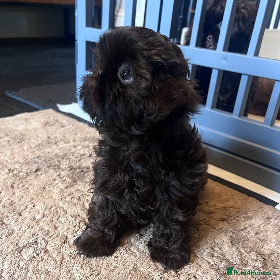 Shih Tzu dogs for sale: Stunning KC chocolate imperial Shihtzu puppies - Image 12