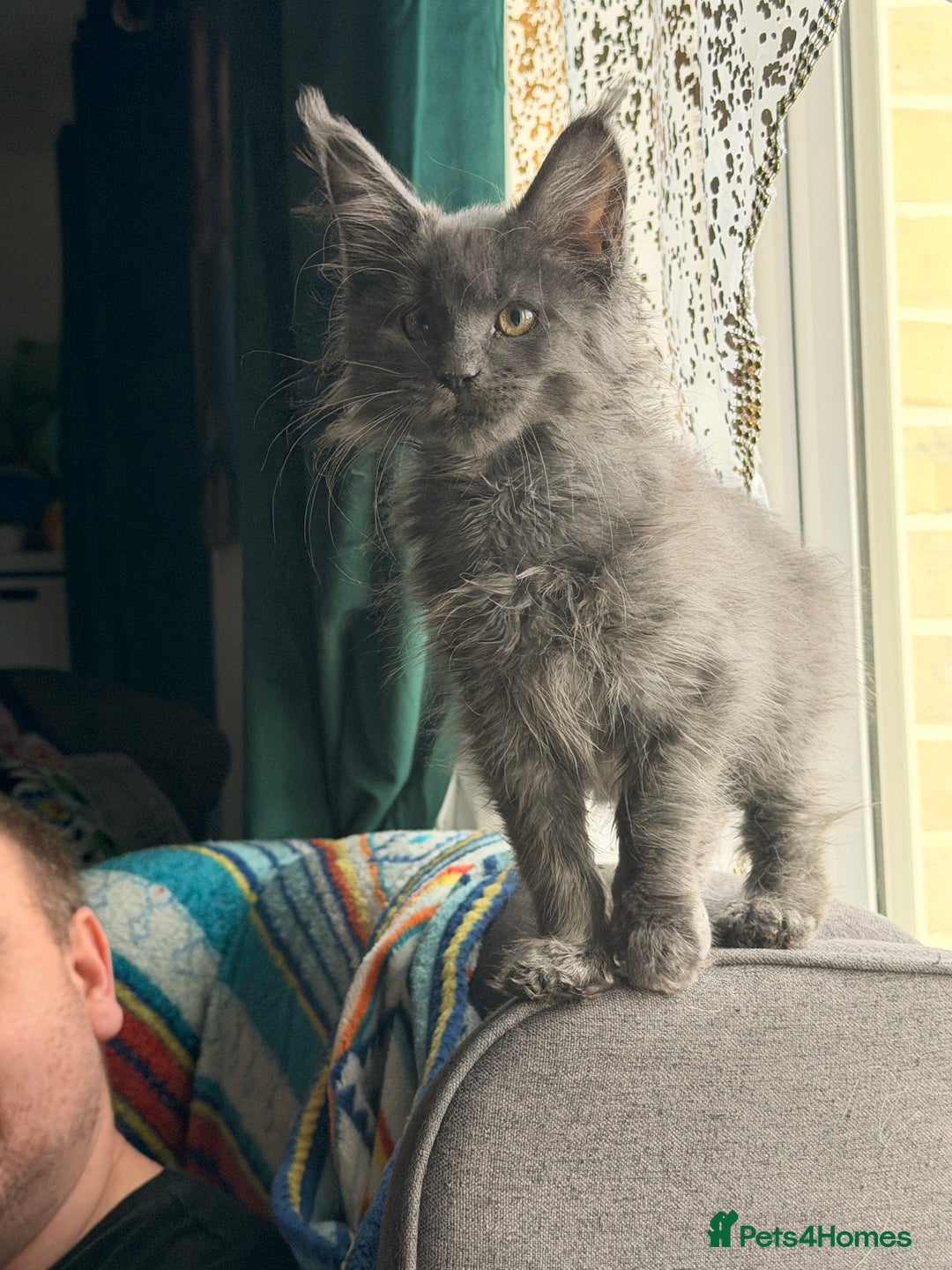 Maine Coon cats for sale: Last girl  - Advert 4