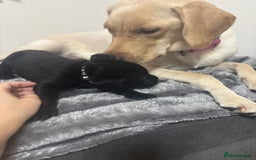 Labrador Retriever dogs for sale: Beautiful Black Labrador  - Image 11