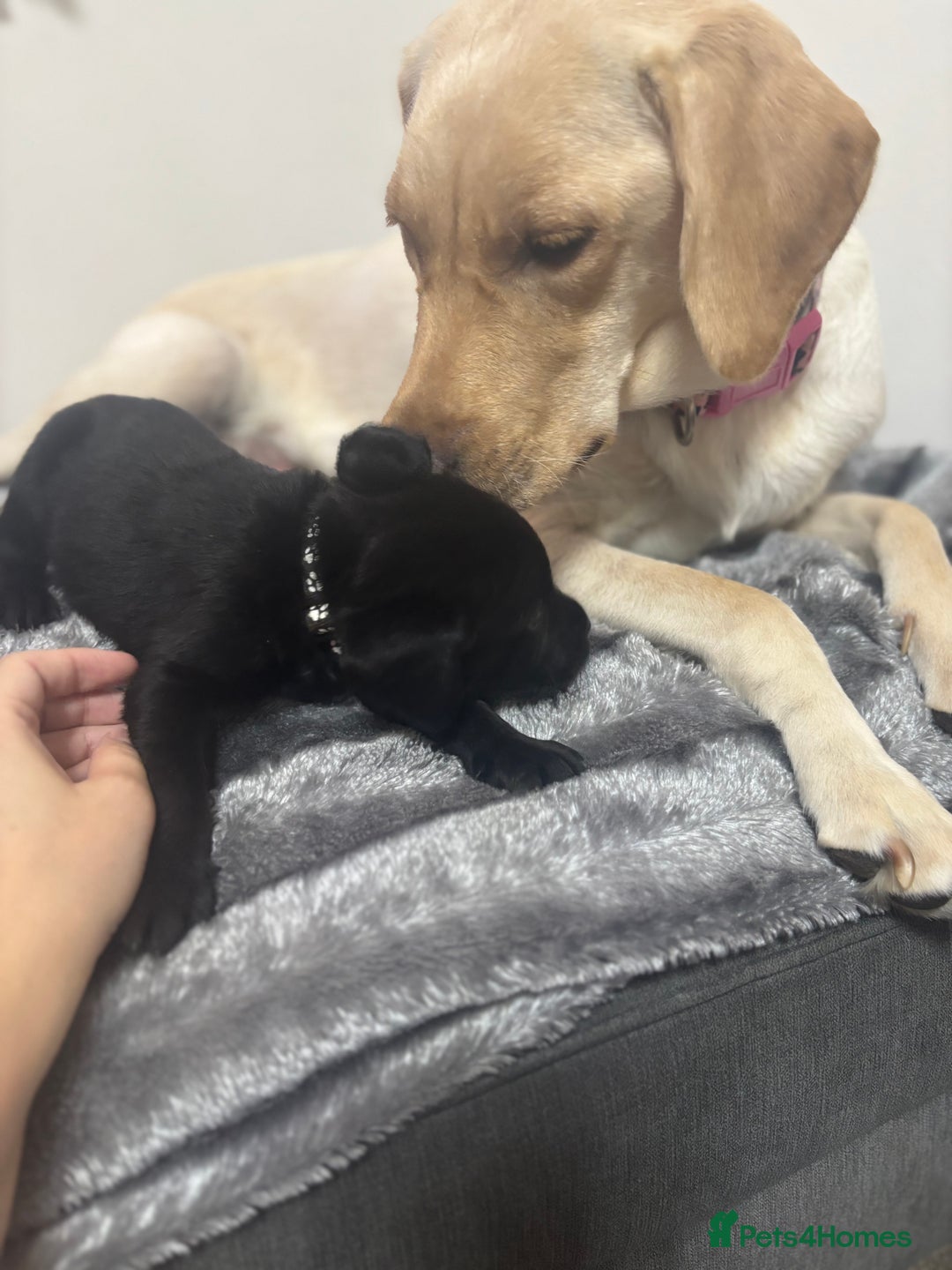 Labrador Retriever dogs for sale: Beautiful Black Labrador  - Image 11