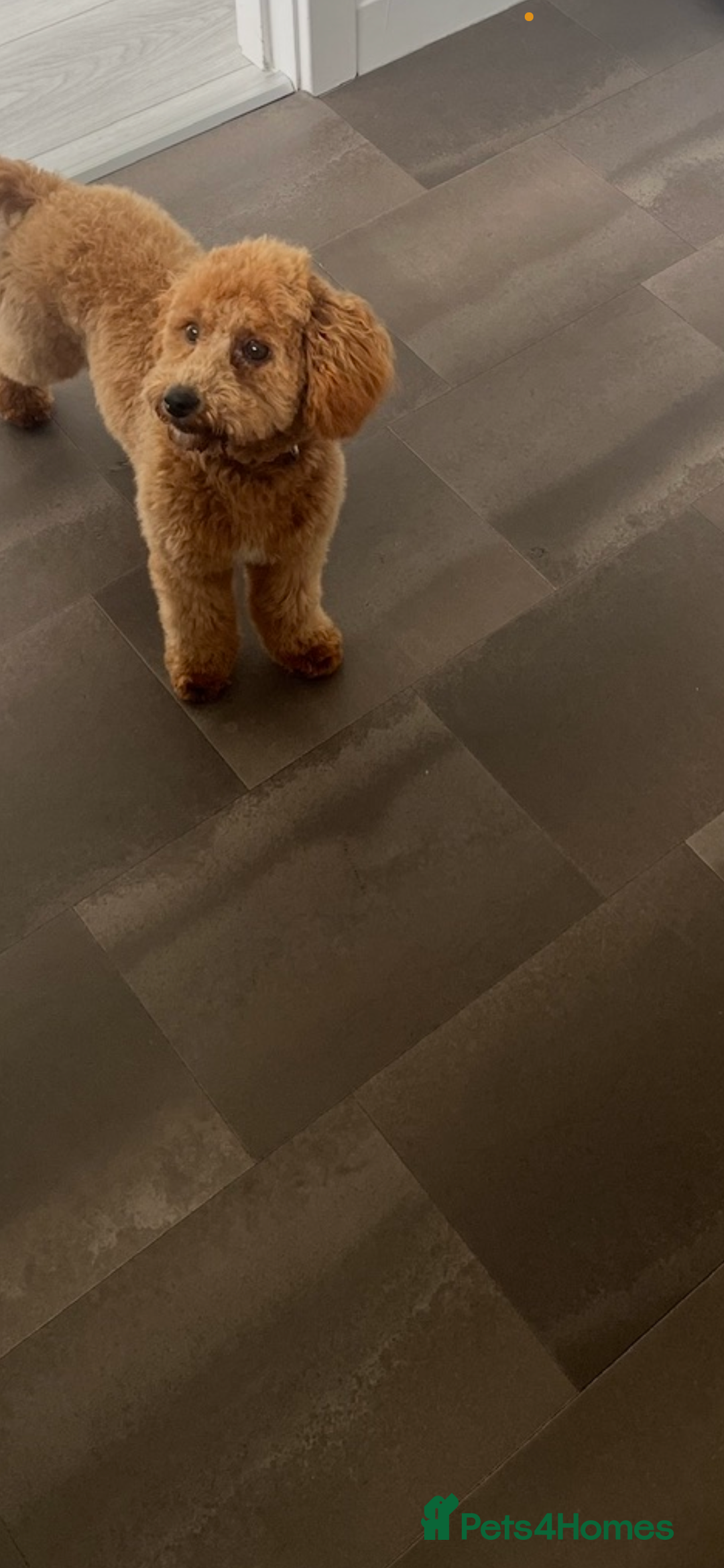 Cavapoo dogs for sale: Cavapoo puppies  - Image 4