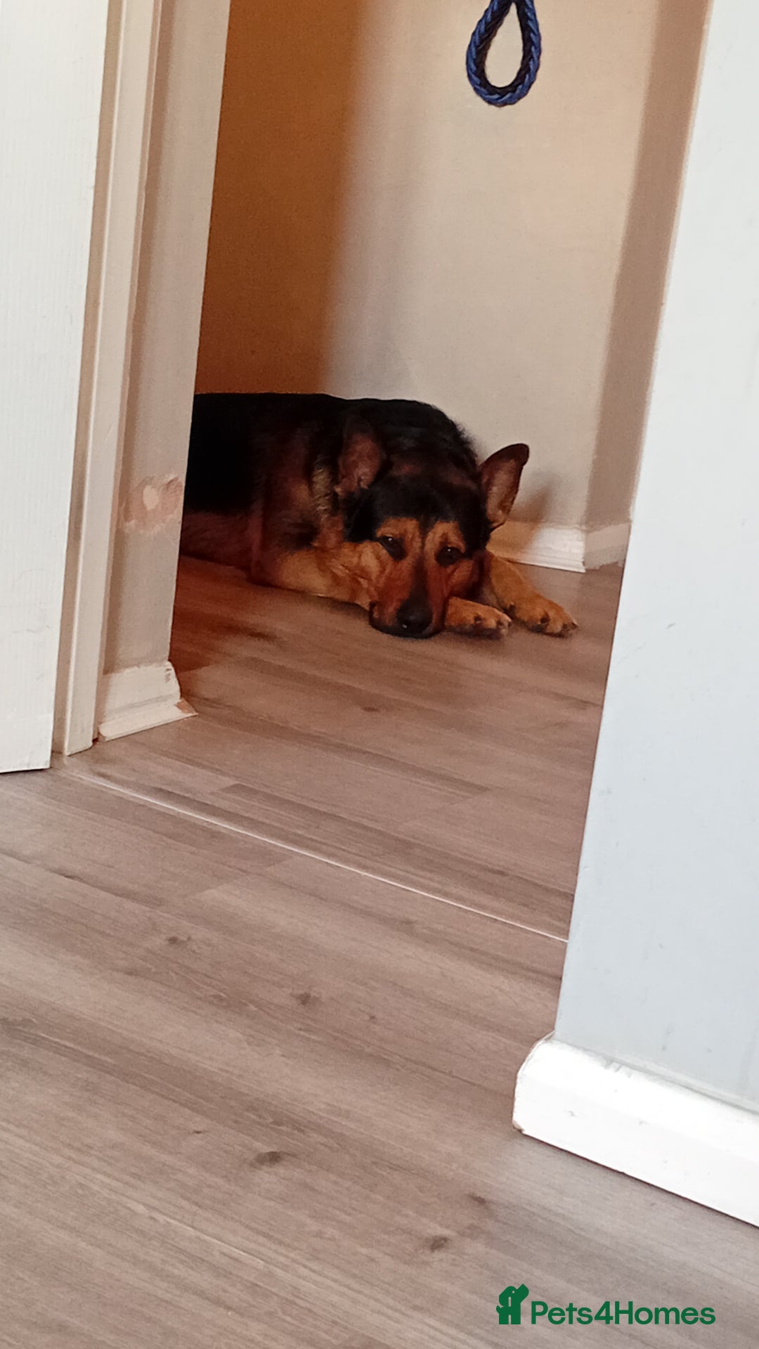 Mixed Breed dogs for sale: Kobe  - Advert 3