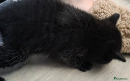 Mixed Breed cats for sale: Kittens - Mixed Breed  - Image 11