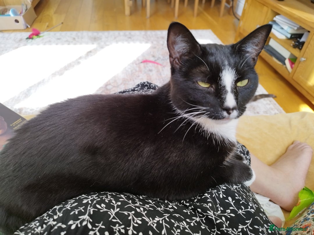 Mixed Breed cats for sale: Tuxedo girl kitty - friendly and playful - Image 4
