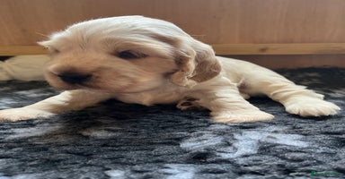 Cocker Spaniel dogs - Advert 14