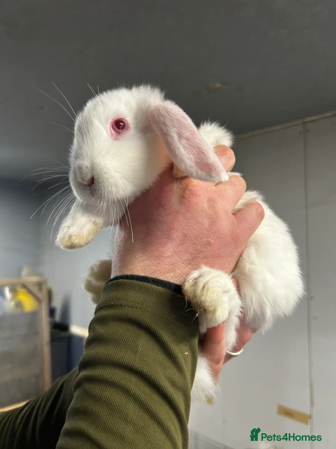 Mini Lop rabbits for sale: 🐰 Beautiful Mini Lop Ear Rabbits 🐰 - Advert 2