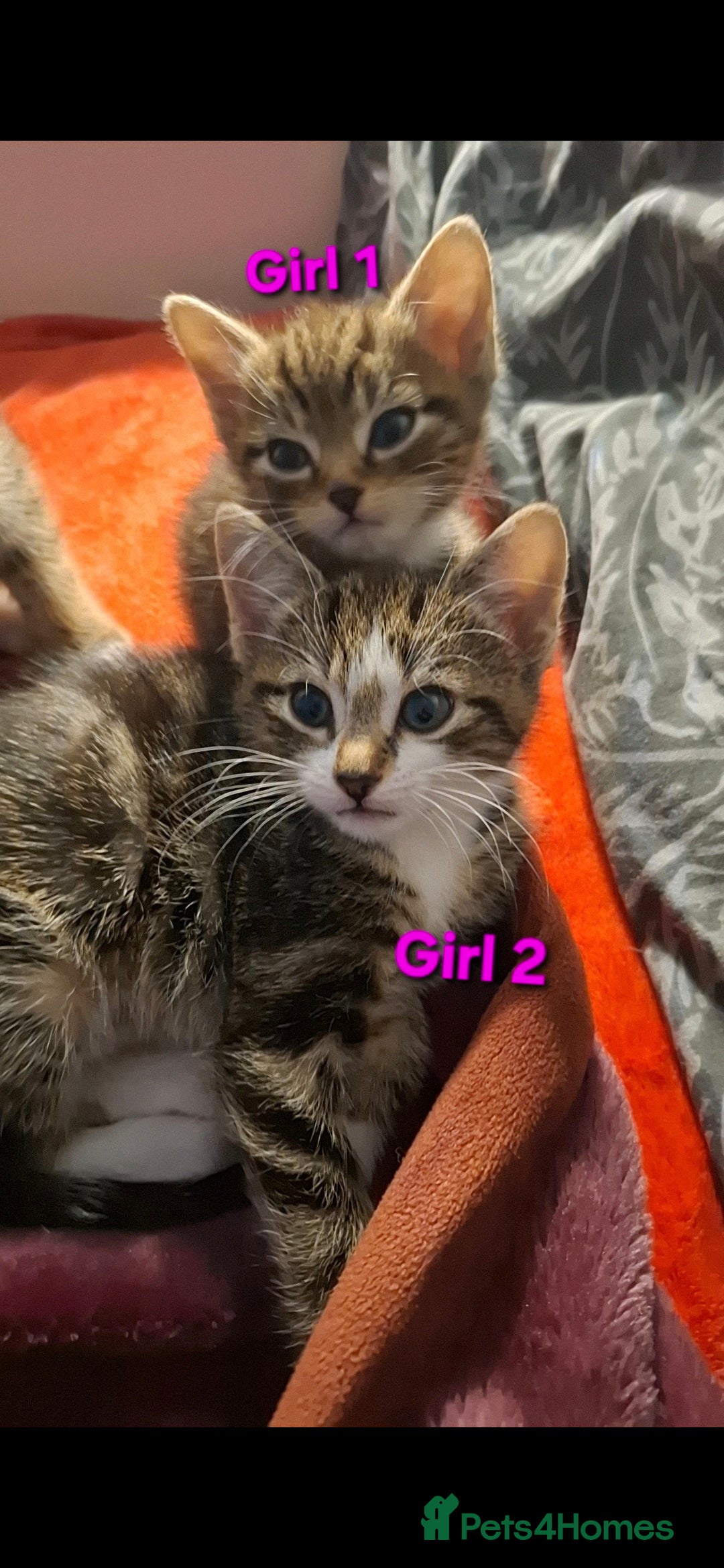 Mixed Breed cats for sale: 3 beautiful kittens for adoption  - Advert 3