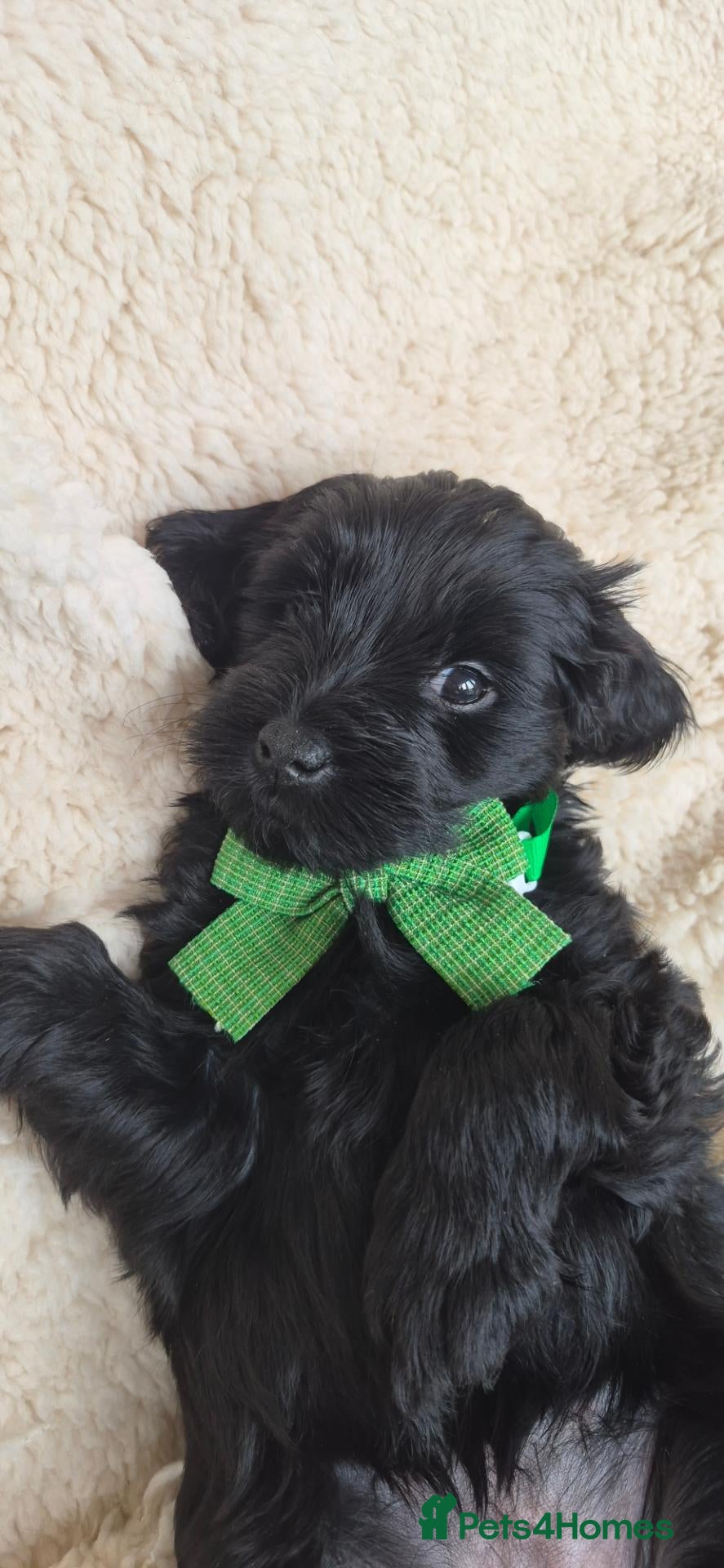 Australian Labradoodle dogs for sale: *ONLY 4 girls available* Australian Labradoodle  - Advert 2