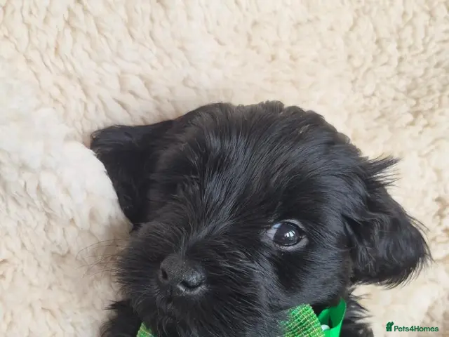 Australian Labradoodle dogs for sale: *ONLY 4 girls available* Australian Labradoodle - Advert 2