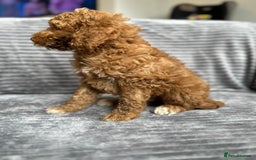Goldendoodle dogs for sale: STUNNING GOLDEN DOODLES READY NOW - Image 10