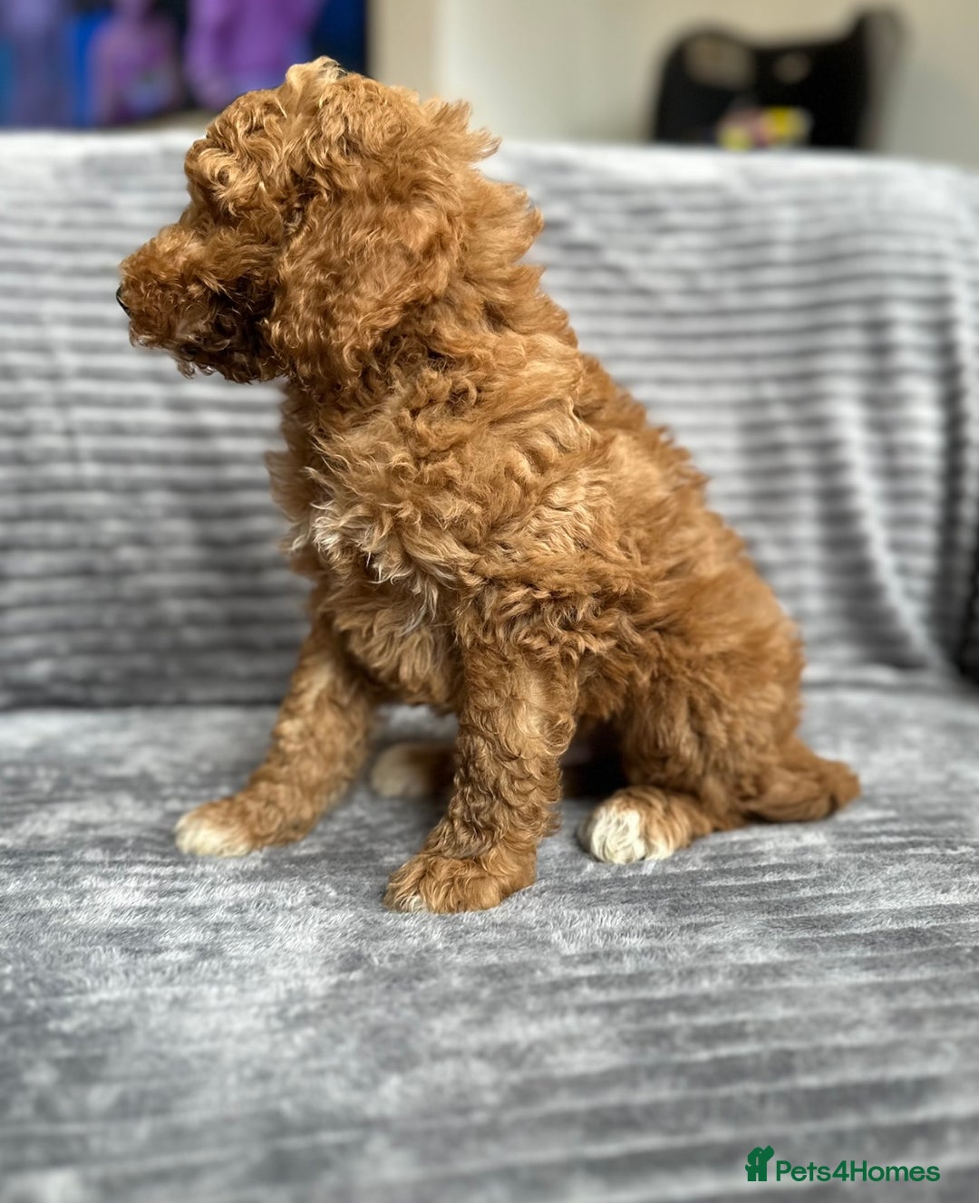 Goldendoodle dogs for sale: STUNNING GOLDEN DOODLES READY NOW - Image 10