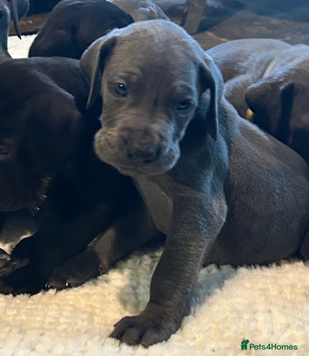 Great Dane dogs for sale: Stunning Great Dane Puppies  - Advert 20