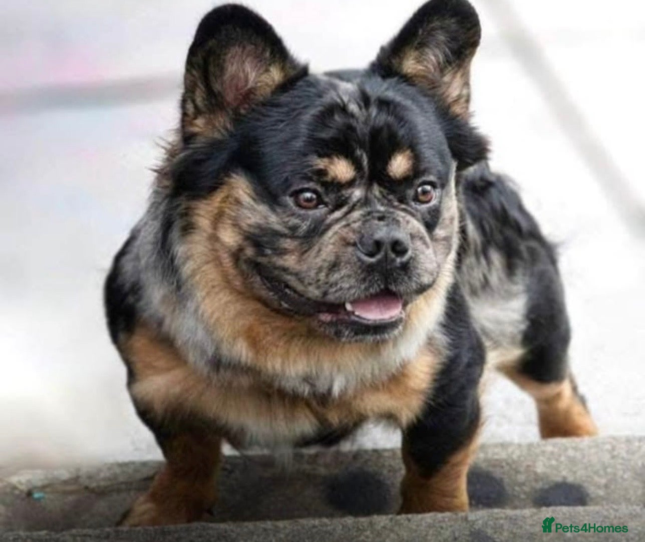 French Bulldog dogs Fluffy French bulldog for sale - Advert 12