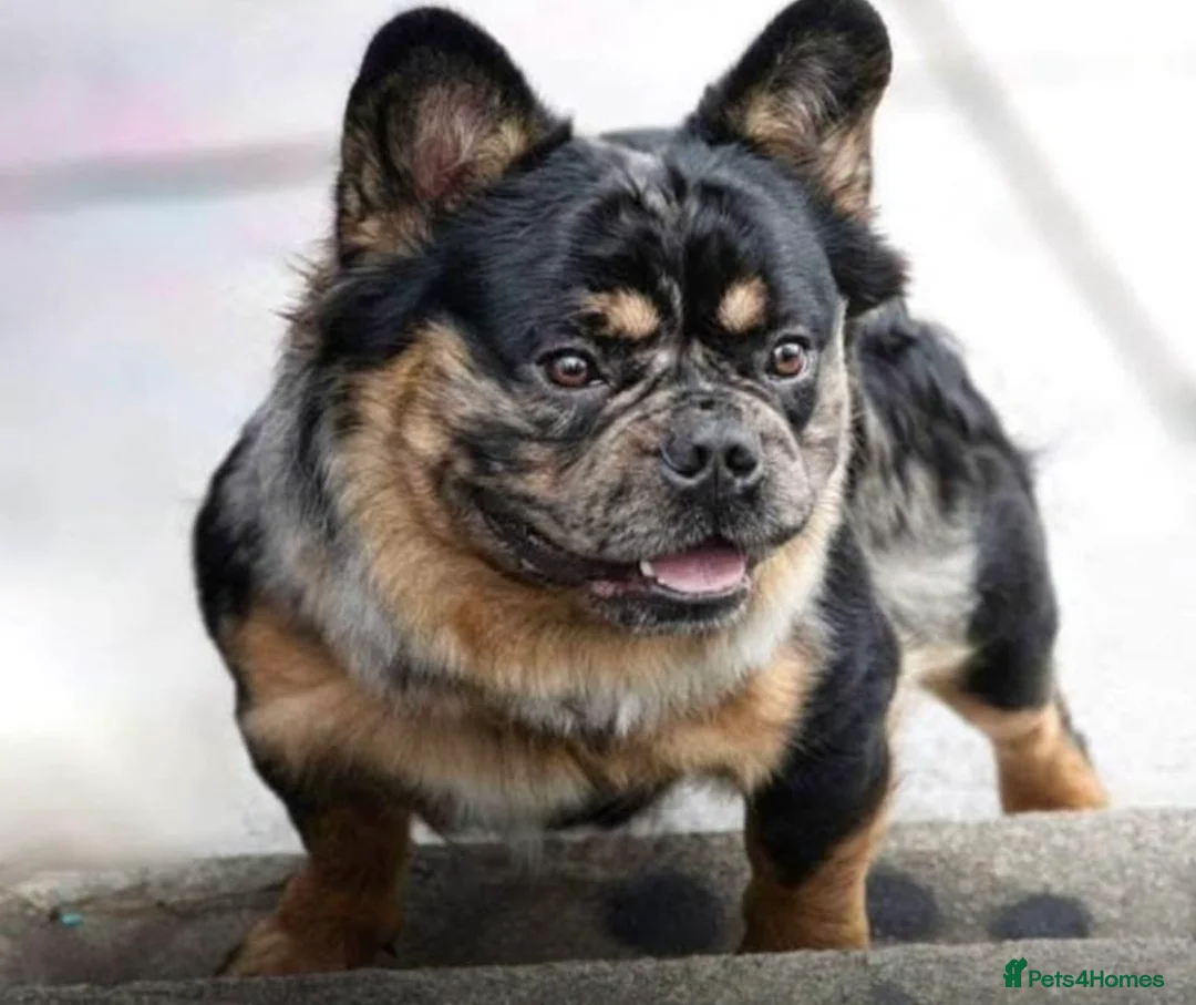 French Bulldog dogs for sale: Fluffy French bulldog for sale in Plymouth - Advert 1