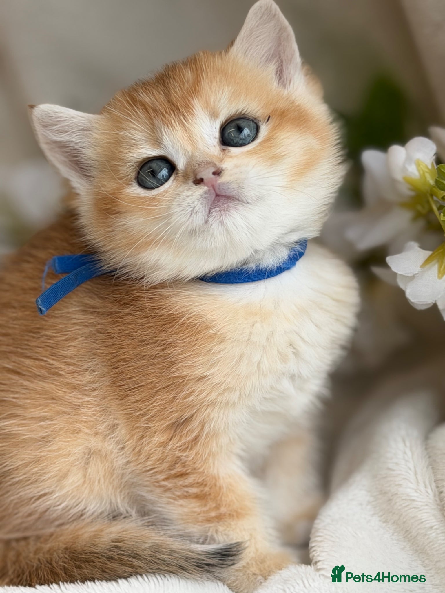 British Shorthair cats for sale: British shorthair golden adorable kitten GCCF  - Advert 30