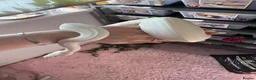 Python Snake reptiles for sale: Stunning white Royal Ball Python female  - Advert 3