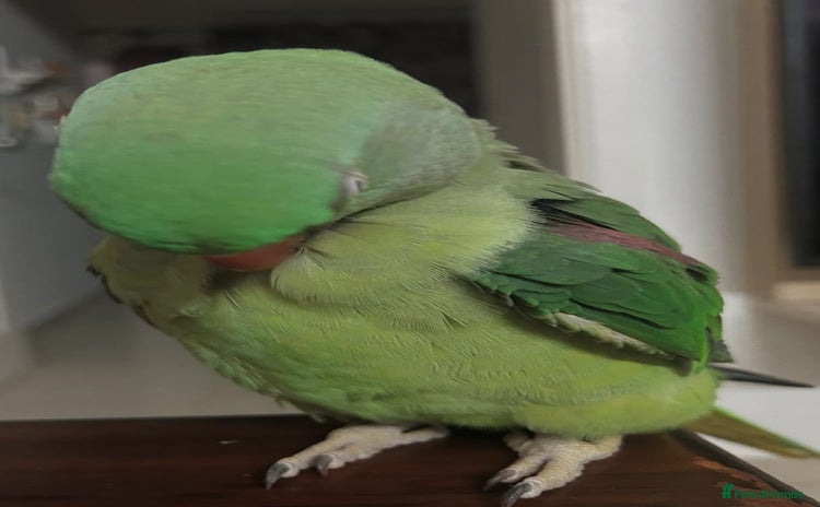 Parrots birds - Advert 17