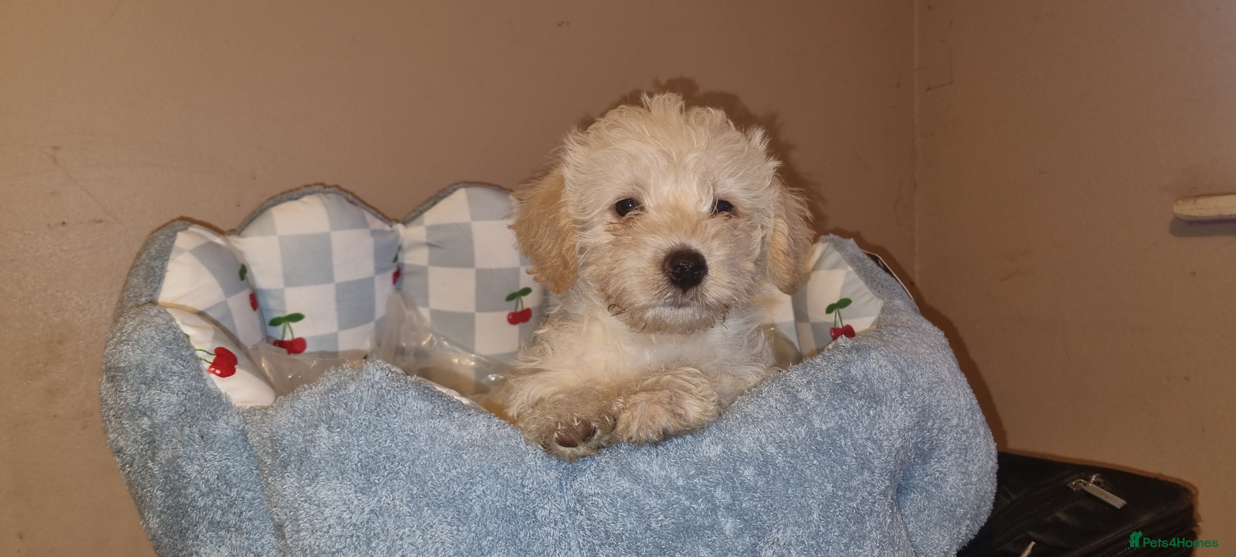 Westiepoo dogs WESTIEPOOS MAGiCAL X's SUPER SMOOTH SILKY n SOFT - Advert 1