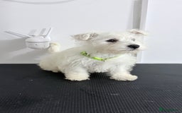 West Highland Terrier dogs for sale: West Highland Terrier - KC registered  - Image 6