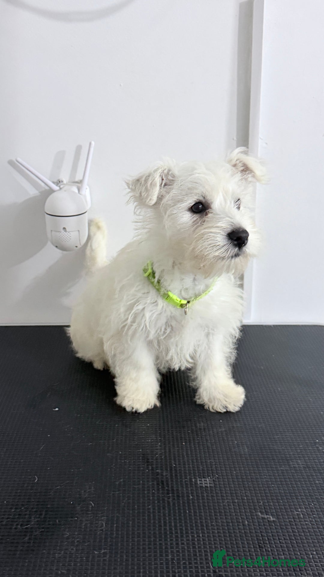 West Highland Terrier dogs for sale: West Highland Terrier - KC registered  - Image 6