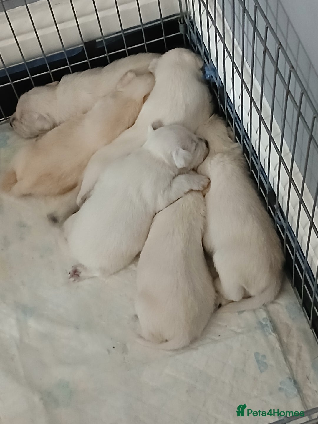 Miniature Schnauzer dogs for sale: Adorable white schnauzer puppies- ready soon! - Image 11