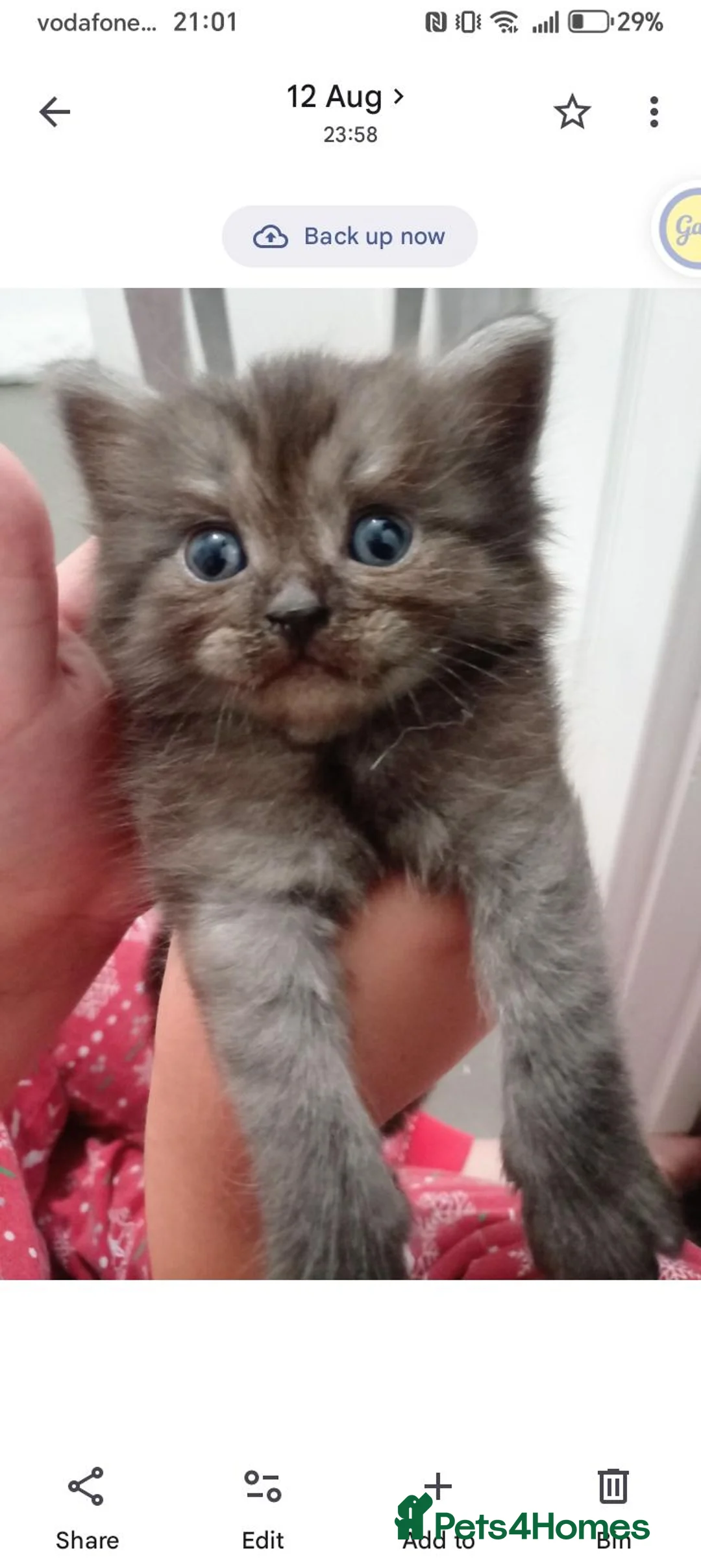 Ragdoll cats for sale: Stunning Ragdoll x British short hair kittens  - Advert 5