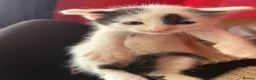Ragdoll cats for sale: Ragdoll cross kittens mother is a purebred ragdoll - Advert 16
