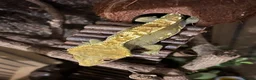 Gecko reptiles for sale: Flame Crested Gecko - Adult - Male - Advert 3