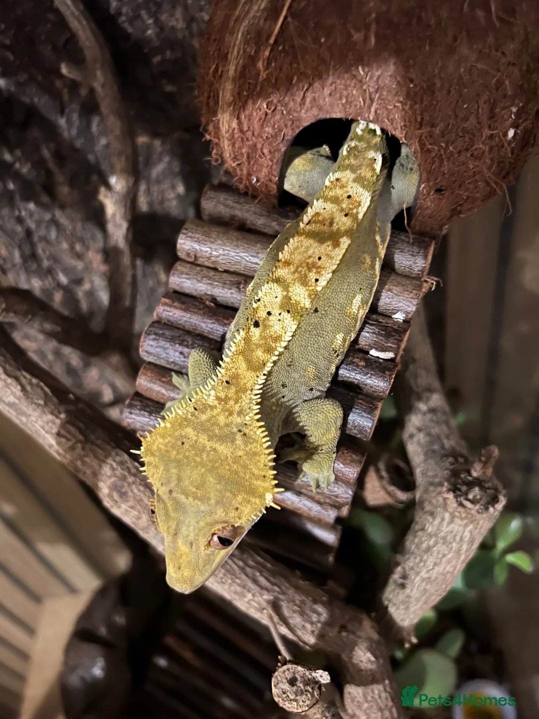 Gecko reptiles for sale: Flame Crested Gecko - Adult - Male - Advert 3