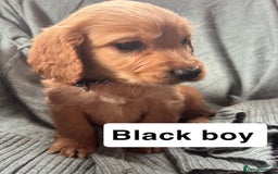Cocker Spaniel dogs for sale: Cocker spaniel - Image 13