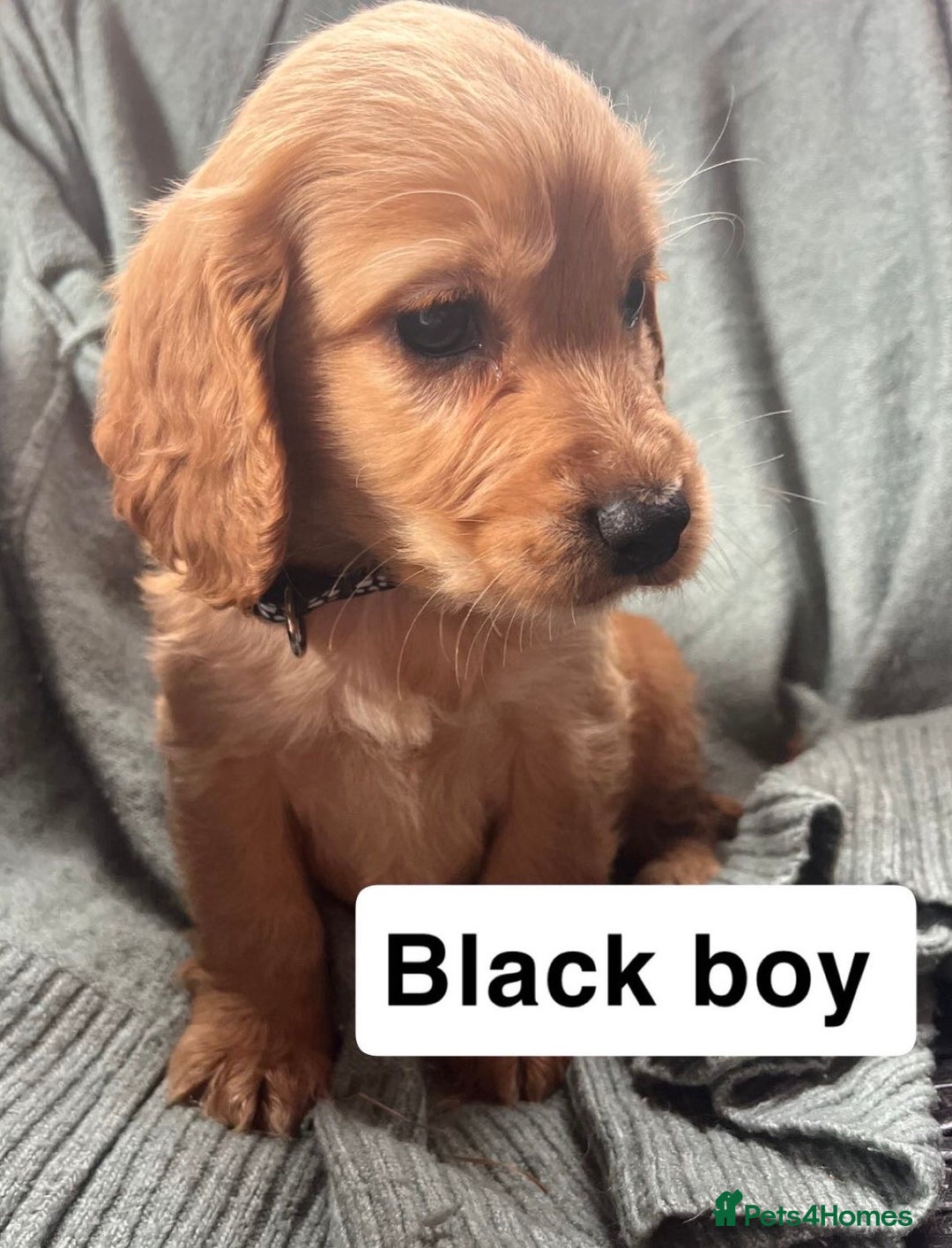Cocker Spaniel dogs for sale: Cocker spaniel - Image 13