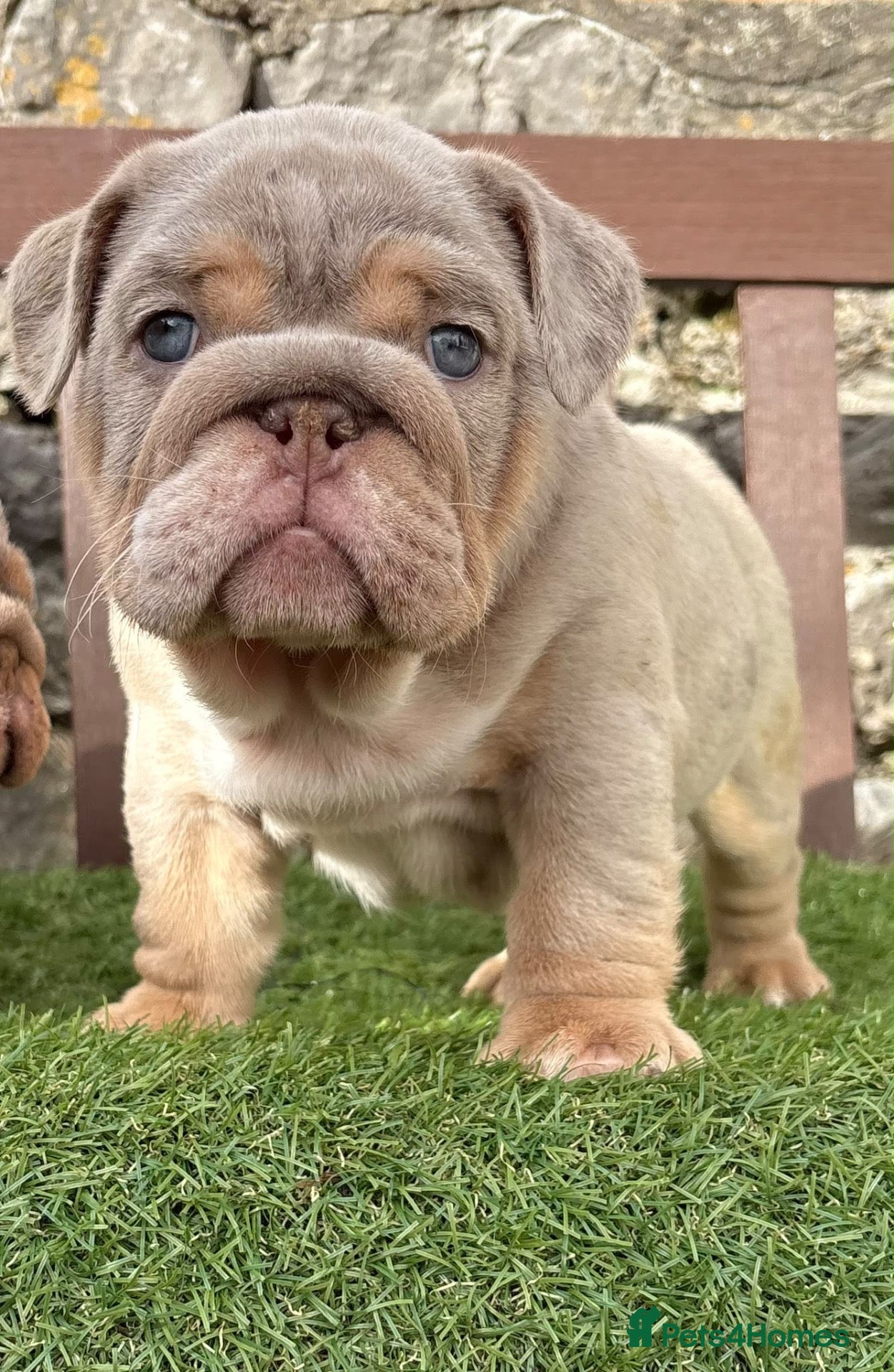 English Bulldog dogs Ready Tuesday! Outstanding Bulldog Puppies - Advert 3