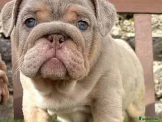 English Bulldog dogs Ready Tuesday! Outstanding Bulldog Puppies - Advert 3