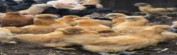 Chickens poultry for sale: Pure breed bantoms - Advert 3