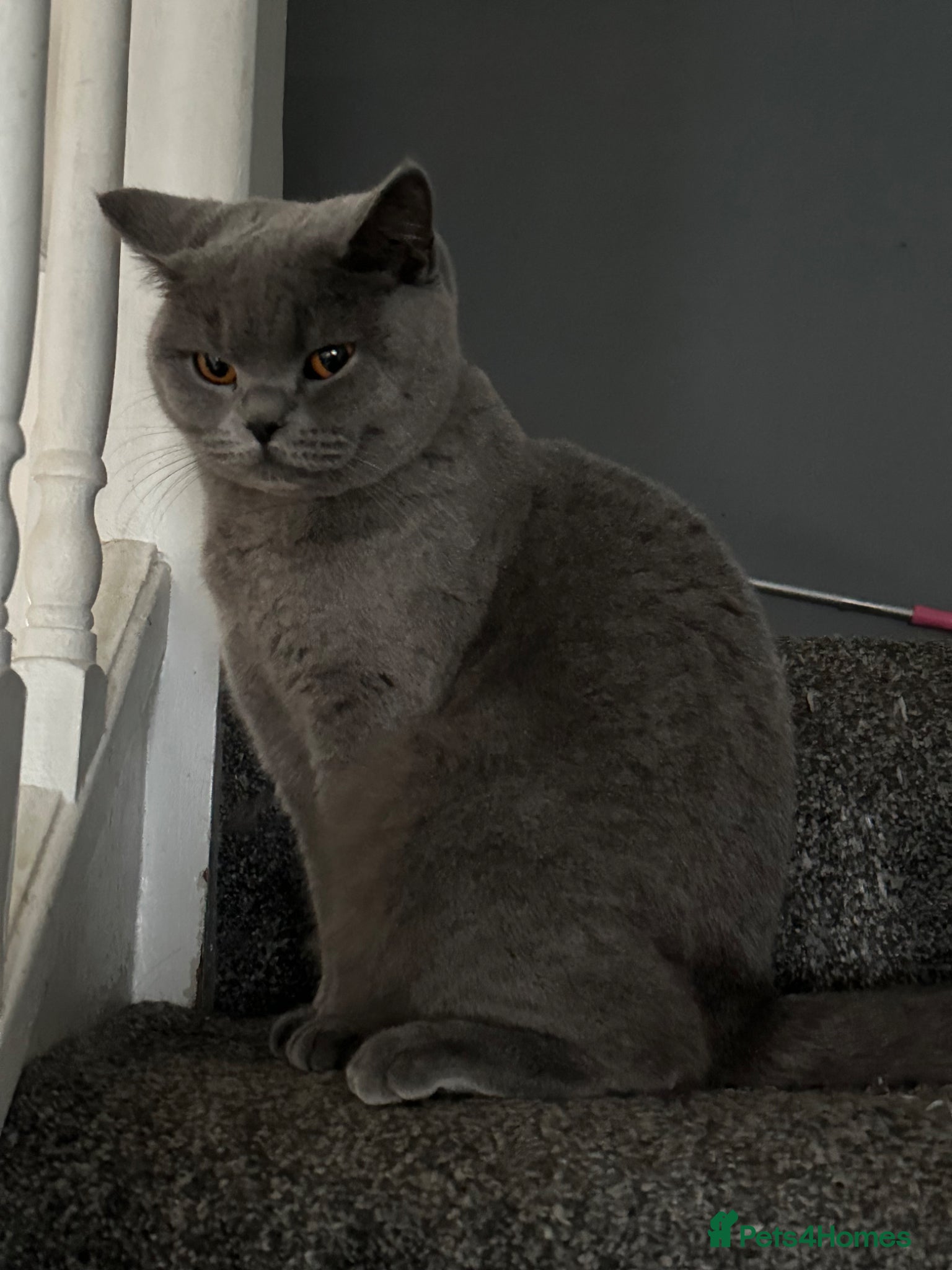 Scottish Fold cats Lovely Cat Looking for a Calm New Home 🐾 - Advert 2