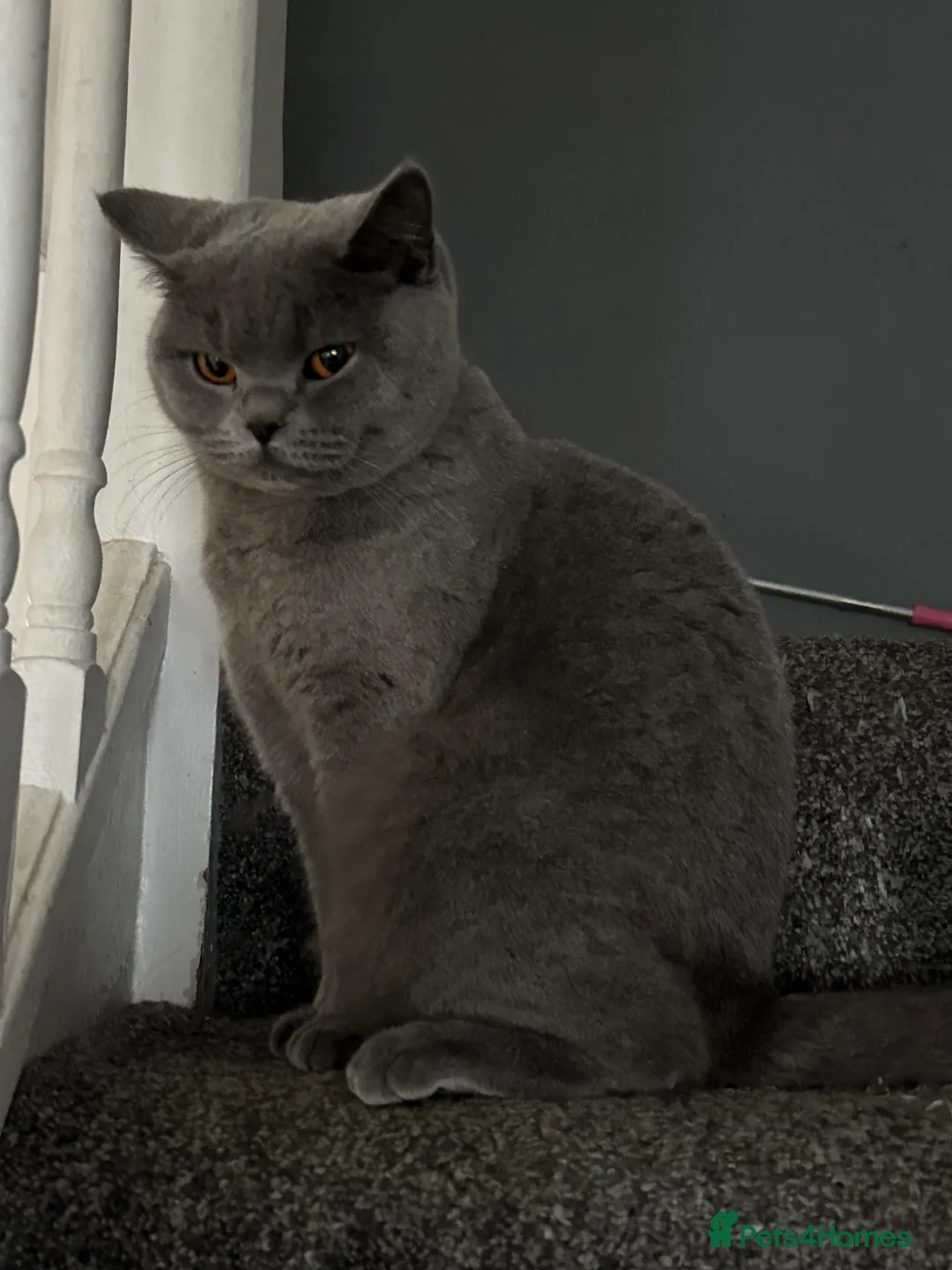 Scottish Fold cats for sale: Lovely Cat Looking for a Calm New Home 🐾 in South Ockendon - Advert 2