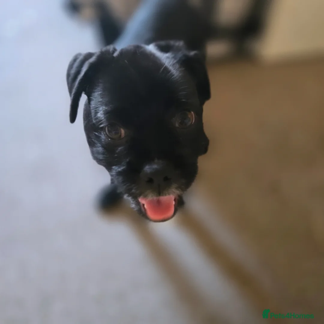 Jug dogs for sale: JET Jack x Pug - Advert 2